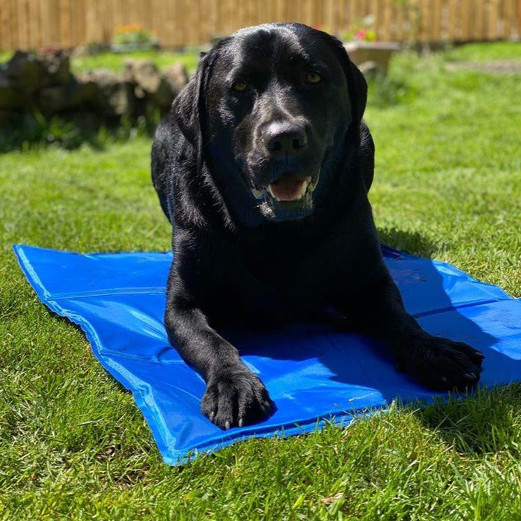 Cool Paws Cooling Pad